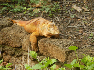 Lizard