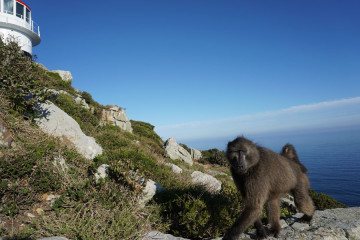 Gorilla