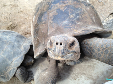 Giant turtle