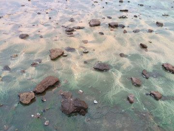 Seaweed to die for