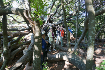 Baobab trees