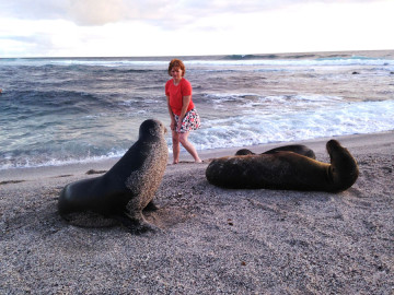 Seals on the beach