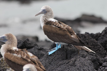 Blue-footed Boobies