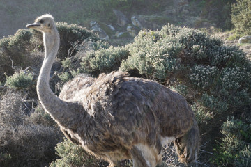 Ostrich!