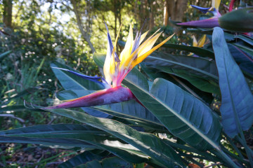 Bird of Paradise
