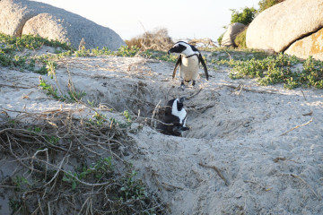 Penguins